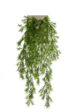 Asparagus sprengeri hanging bush x6 75cm